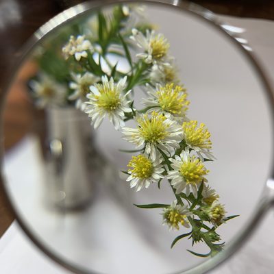 Native plants workshop image showing a white native aster through a magnifying glass.